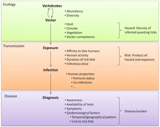 How Do Microorganisms Cause Disease