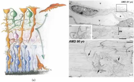 How do Astrocytes React to Injury