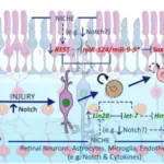 How do Neurons React to Injury