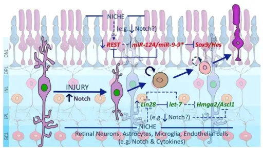 How do Neurons React to Injury