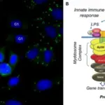 Immunologic Tolerance