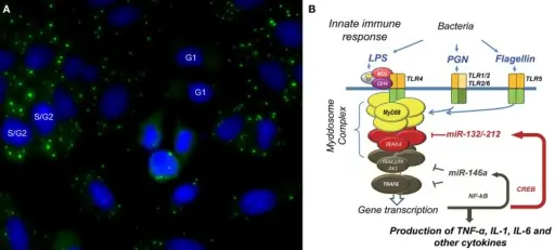 Immunologic Tolerance