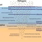 Innate Immunity