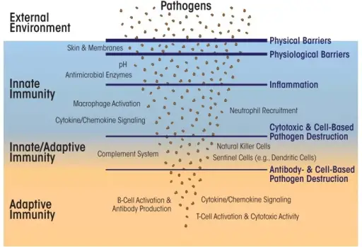 Innate Immunity