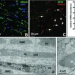 Interactions with the Extracellular Matrix