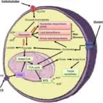 Intermediate Metabolism