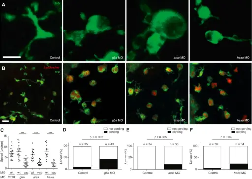 LYSOSOMAL STORAGE DISEASES