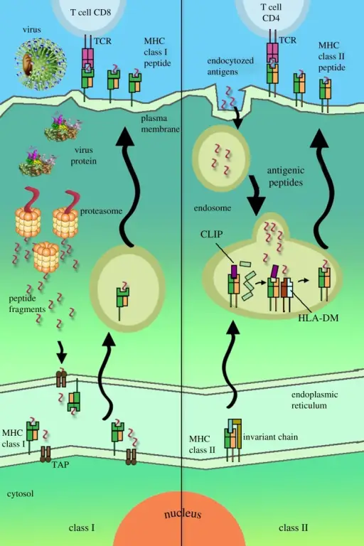 Major Histocompatibility Complexes (MHCs)