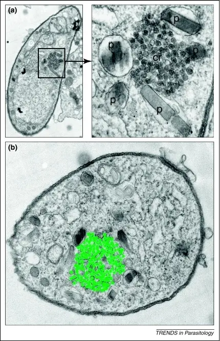 Malaria Infection