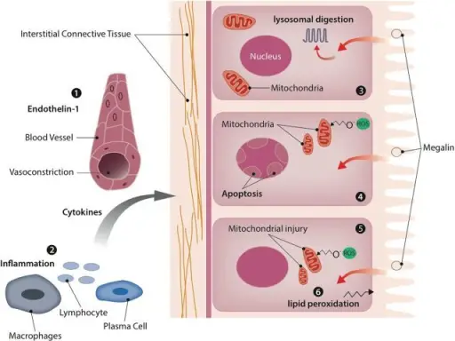 Mechanisms of Cell Injury