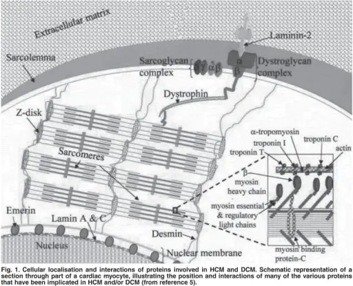 Mendelian Disorders