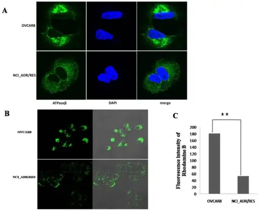 Mitochondrial Function