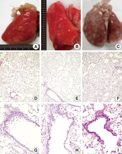 Morphologic Alterations in Cell Injury