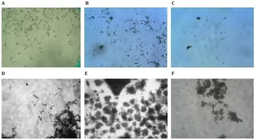 Mycobacteria Bacterial Infections