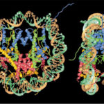 NUCLEOSOME