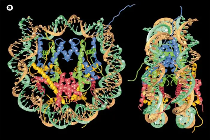 NUCLEOSOME