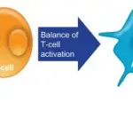 Normal Immune Response