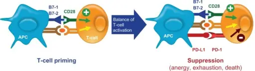 Normal Immune Response