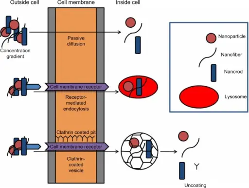 Passive Membrane Diffusion