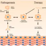 Peripheral Tolerance