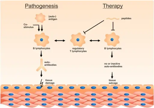 Peripheral Tolerance