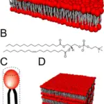 Plasma Membrane