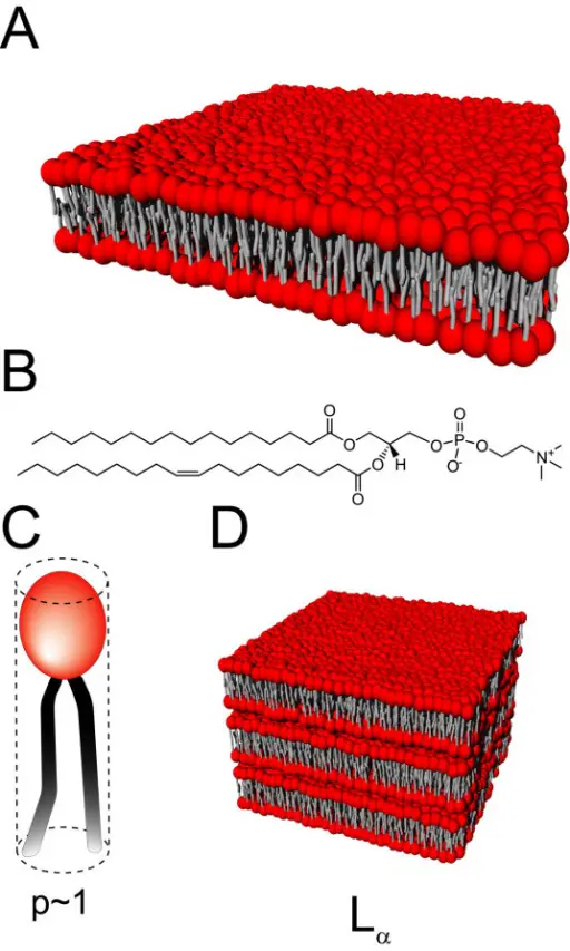 Plasma Membrane