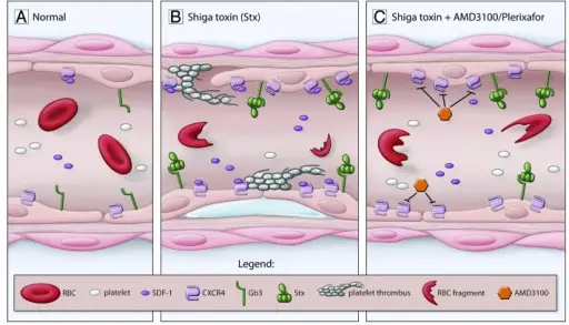 Platelet Dysfunctions