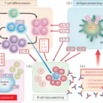 Reactions of Innate Immunity