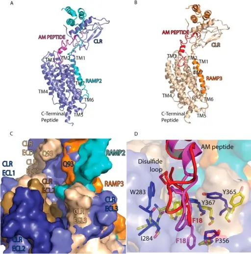 Receptors for Microbes, Damaged Cells, and Foreign Substances