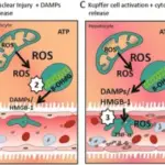 Reversible Cell Injury