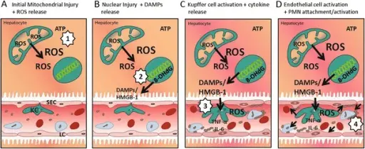 Reversible Cell Injury