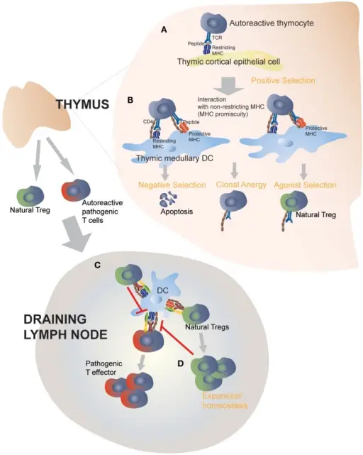 Role of Anergy in Immunologic Tolerance