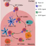 Role of Apoptosis in Immunologic Tolerance