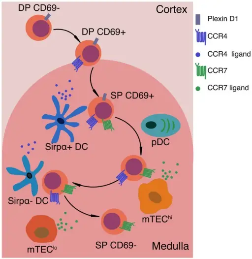 Role of Apoptosis in Immunologic Tolerance