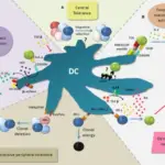 Role of Suppression in Immunologic Tolerance