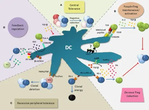 Role of Suppression in Immunologic Tolerance