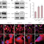 SIGNAL TRANSDUCTION PATHWAYS