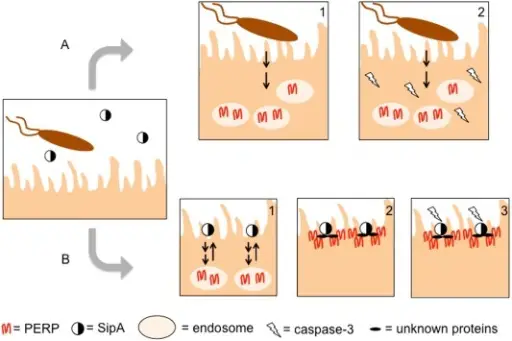 Salmonellosis