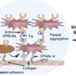 Secondary Hemostasis