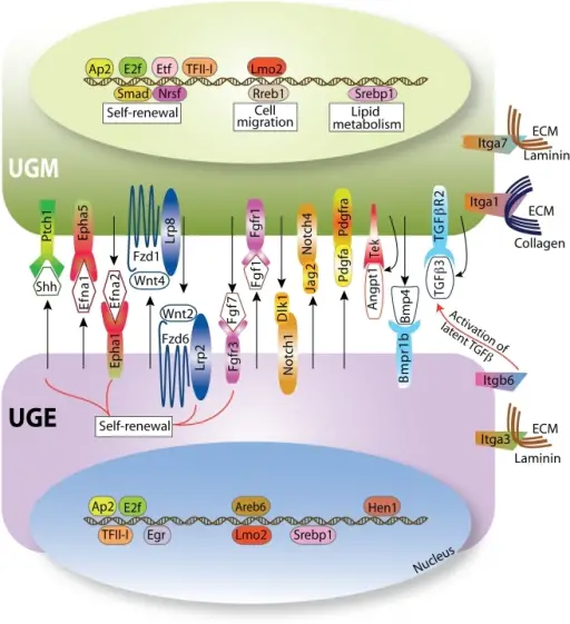 Signal Transduction Pathways