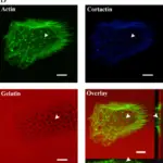 THE EXTRACELLULAR MATRIX