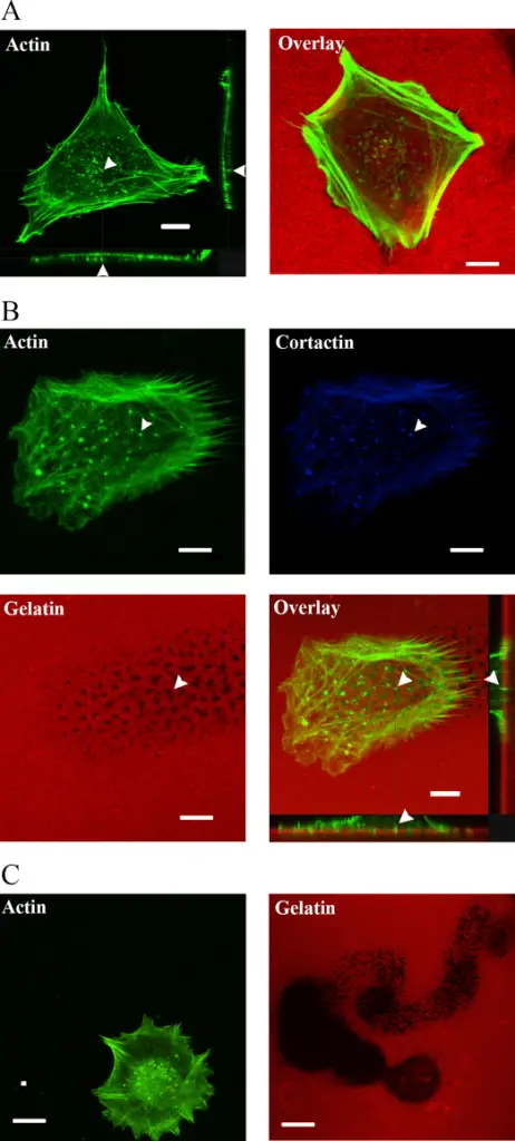 THE EXTRACELLULAR MATRIX