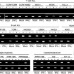 THE POSSIBLE CLASSIFICATIONS OF LYMPHOID OR HEMATOPOIETIC TUMORS