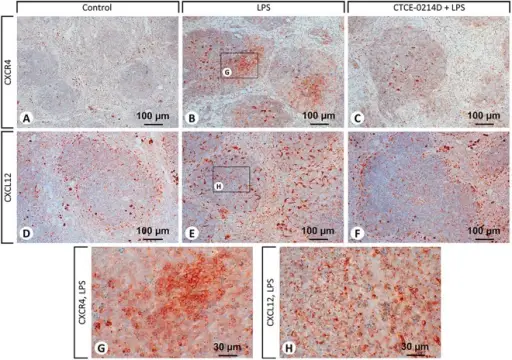 THE SYSTEMIC EFFECTS OF INFLAMMATION