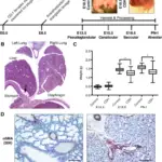 Teratogens