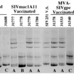 Transmission Patterns of Single Gene Disorders