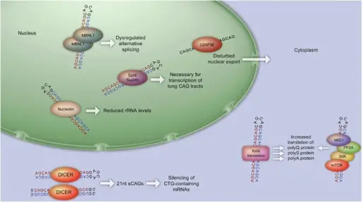 Trinucleotide-Repeat Disorders