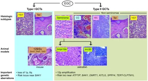 Tumors of the Young