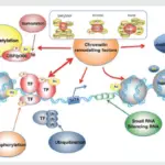 chromatin organizing factors